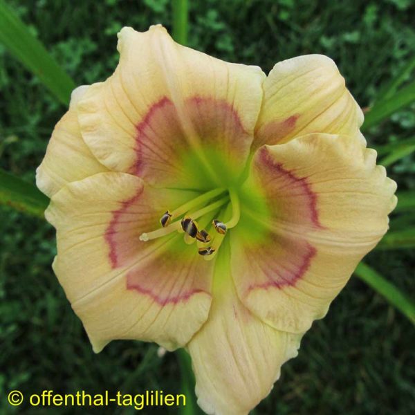 Hemerocallis / Taglilie 'All American Baby'