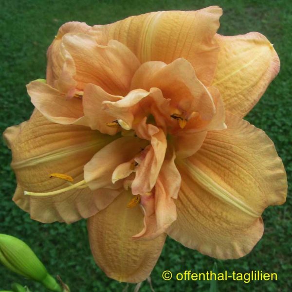 Hemerocallis 'Almond Puff'
