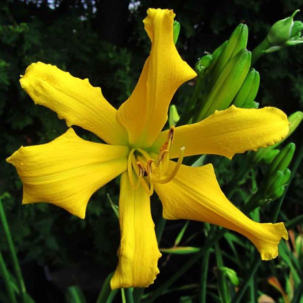 Hemerocallis 'Ancient Elf'