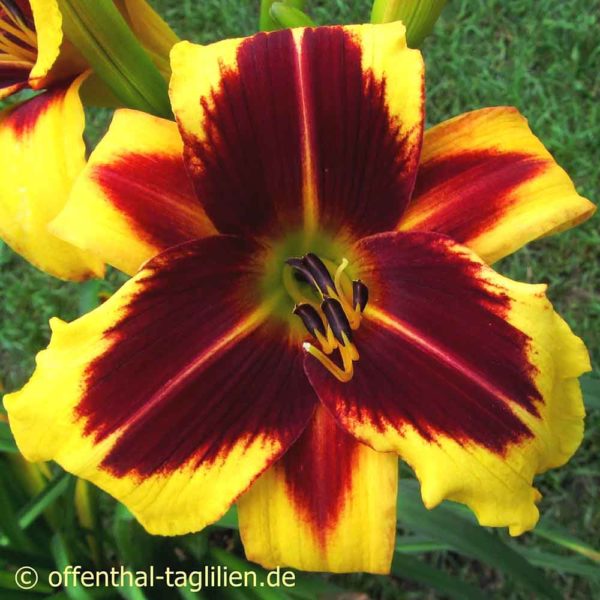 Hemerocallis 'And The Light Is You'