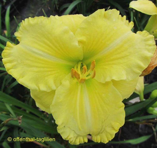 Hemerocallis / Taglilie 'Annie Armstrong'