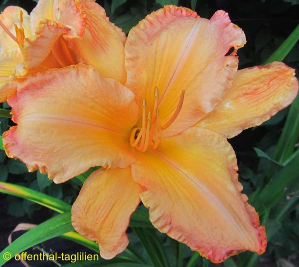 Hemerocallis / Taglilie 'Apricot Slices'