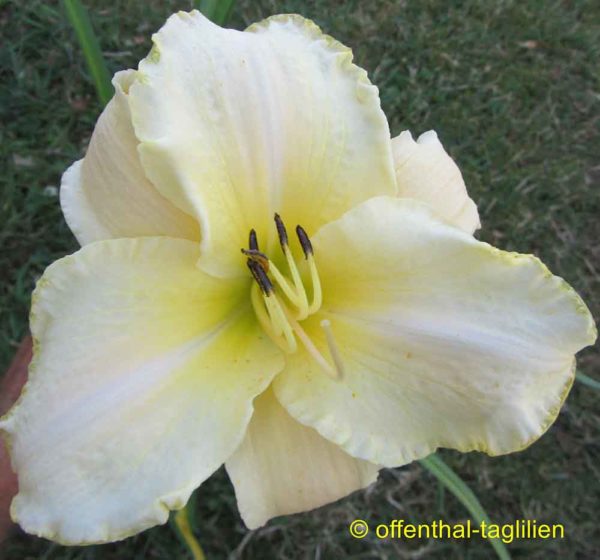 Hemerocallis / Taglilie 'Arctic Snow'