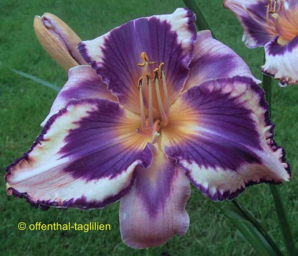 Hemerocallis / Taglilie 'Ashton Giggles'