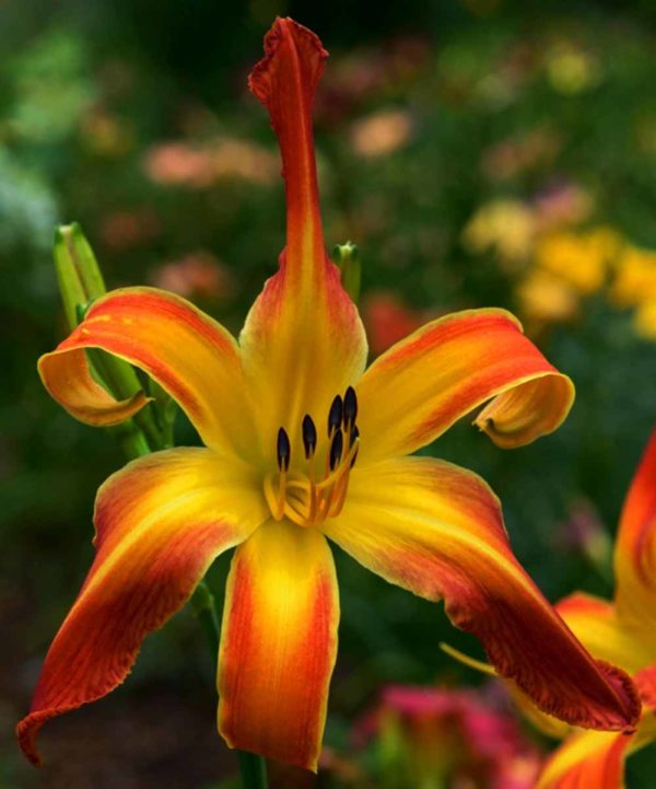 Hemerocallis / Taglilie 'B.J. Mc Millen'