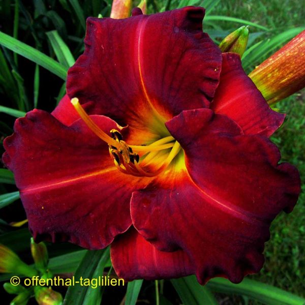 Hemerocallis 'Bama Bound'