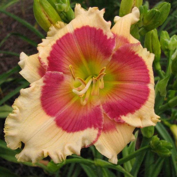 Hemerocallis 'Beautiful Cajun Morning'