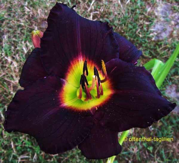 Hemerocallis / Taglilie 'Bela Lugosi'