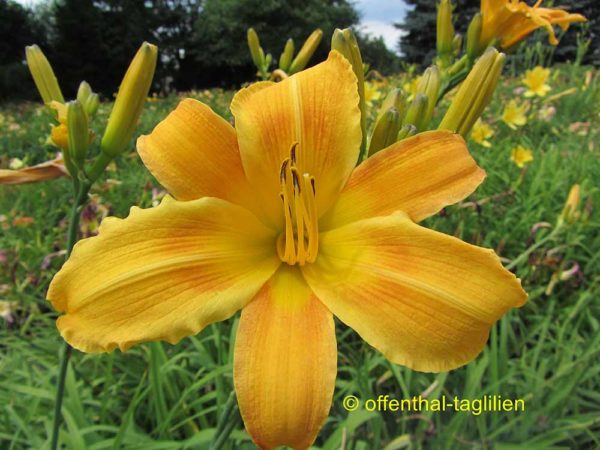 Hemerocallis / Taglilie 'Berlin Tallboy'