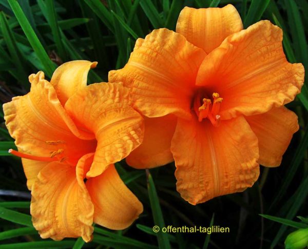 Hemerocallis / Taglilie 'Bertie Ferris'