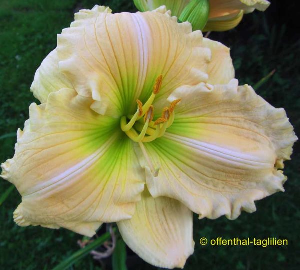 Hemerocallis / Taglilie 'Betty Benz'