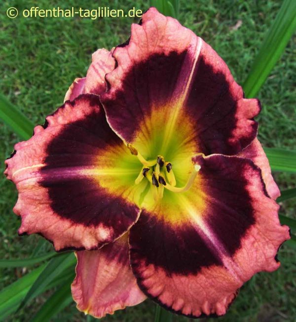 Hemerocallis / Taglilie 'Big City Eye'