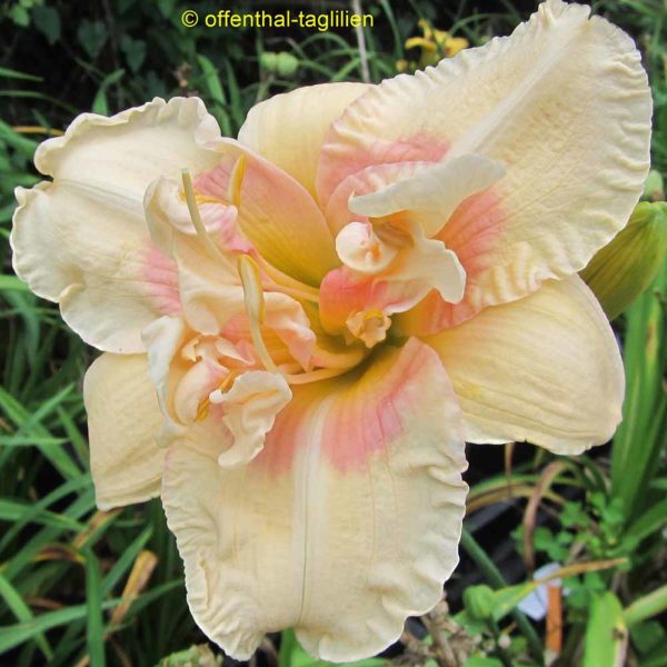 Hemerocallis 'Big Kiss'