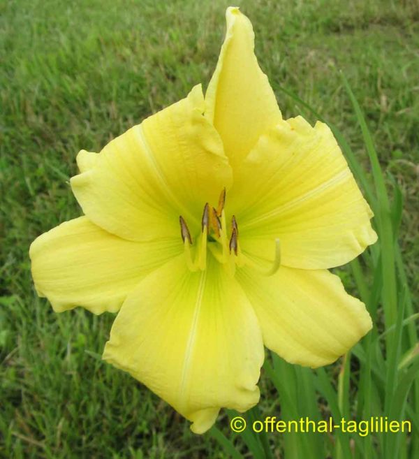 Hemerocallis / Taglilie 'Big Time Happy'