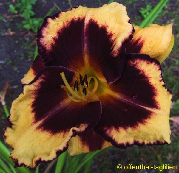 Hemerocallis / Taglilie 'Blackberry Boogie'