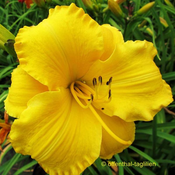 Hemerocallis 'Truffles'