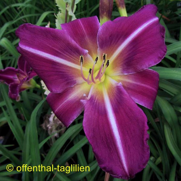 Hemerocallis 'Blue Connection'