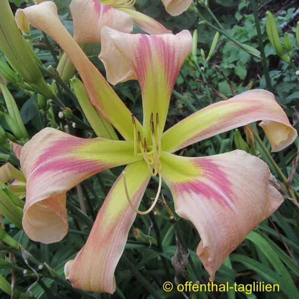 Hemerocallis/Taglilie 'Boitzer Journey To Hong Kong'