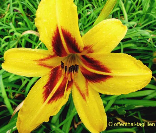 Hemerocallis / Taglilie 'Bonanza'