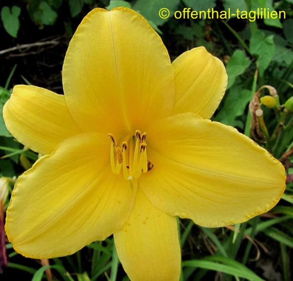 Hemerocallis / Taglilie 'Bralts'