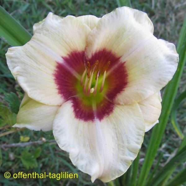 Hemerocallis 'Brillant Circle'