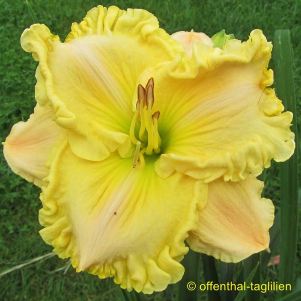 Hemerocallis 'Brookes Bright Star'