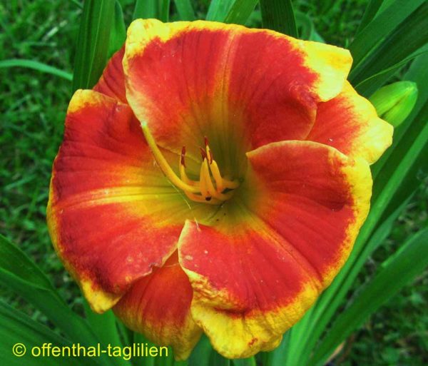 Hemerocallis / Taglilie 'Brookwood Lee Causey'