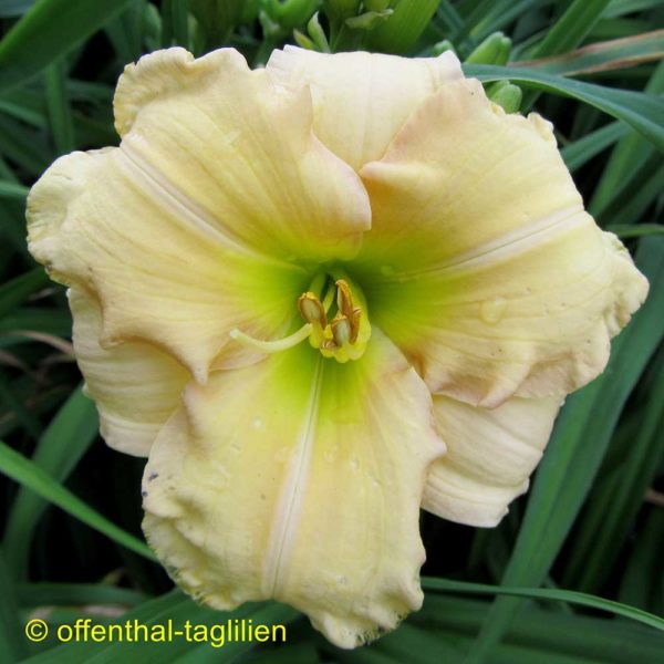 Hemerocallis 'Brookwood Mamasan'