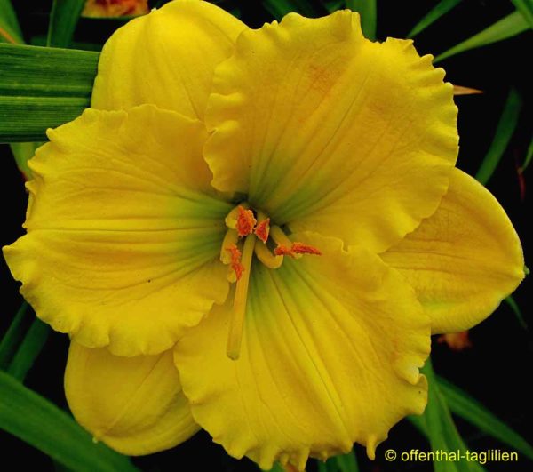 Hemerocallis / Taglilie 'Brookwood Winner's Circle'