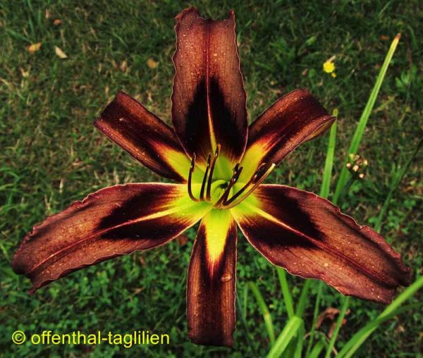 Hemerocallis / Taglilie 'Brown Witch'