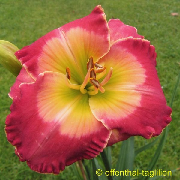 Hemerocallis 'Browns Ferry Queen Of Hearts'