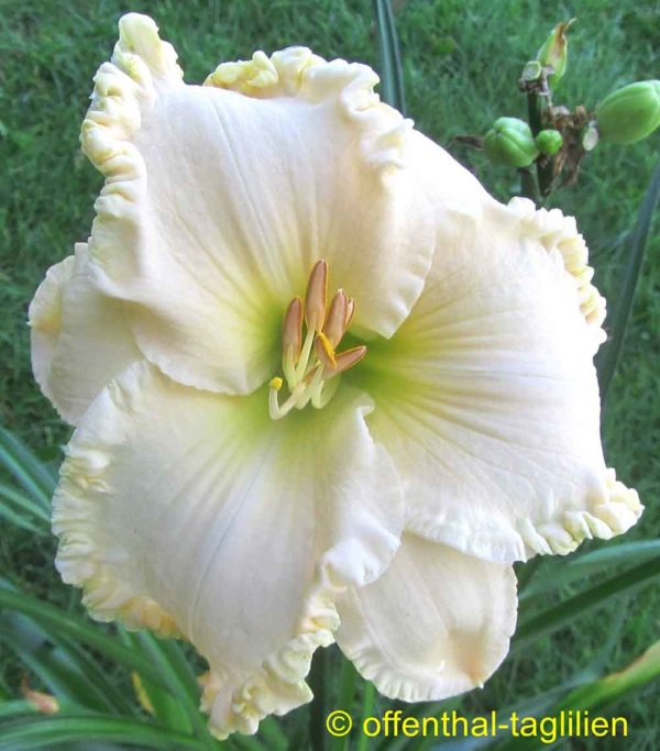 Hemerocallis / Taglilie 'Browns Ferry Royalty'
