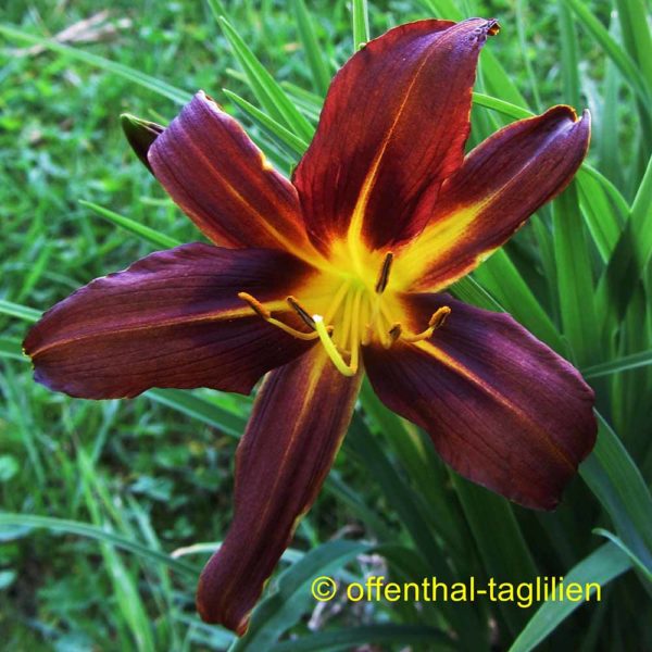 Hemerocallis 'Brunette'