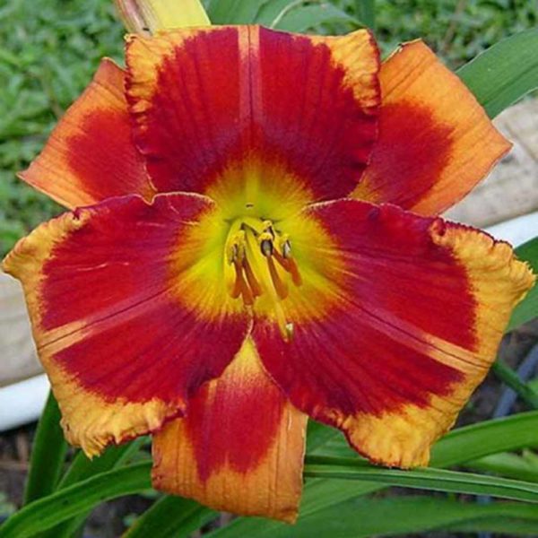 Hemerocallis 'Cajun Christmas'