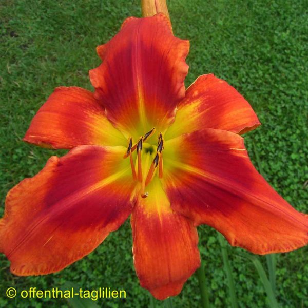 Hemerocallis 'Carnival In Aruba'