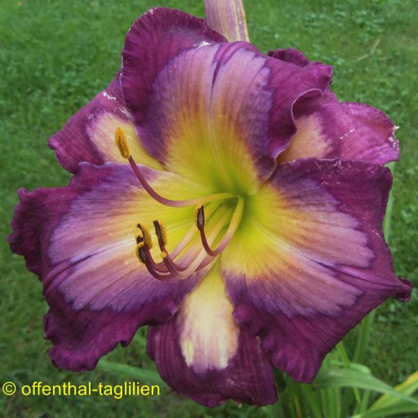 Hemerocallis 'Caroline's Fashion'