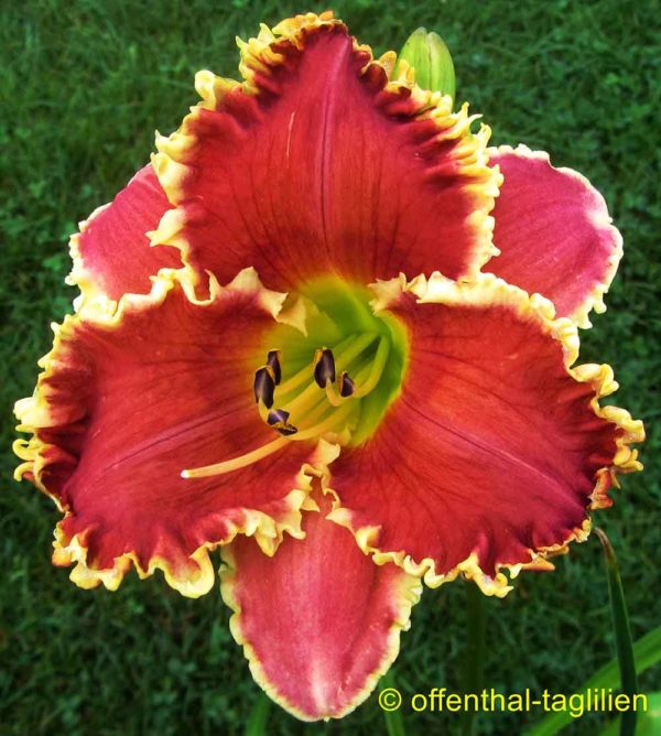 Hemerocallis / Taglilie 'Cast Your Crown'