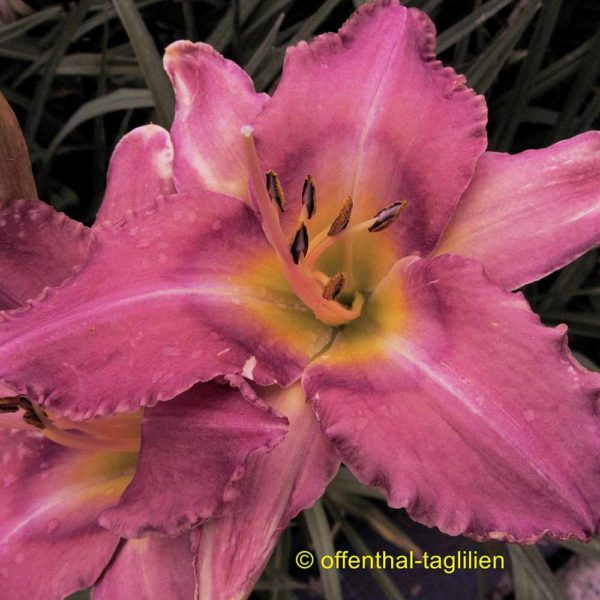 Hemerocallis 'Casting The Runes'