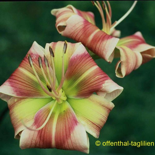 Hemerocallis 'Cat Dancer'
