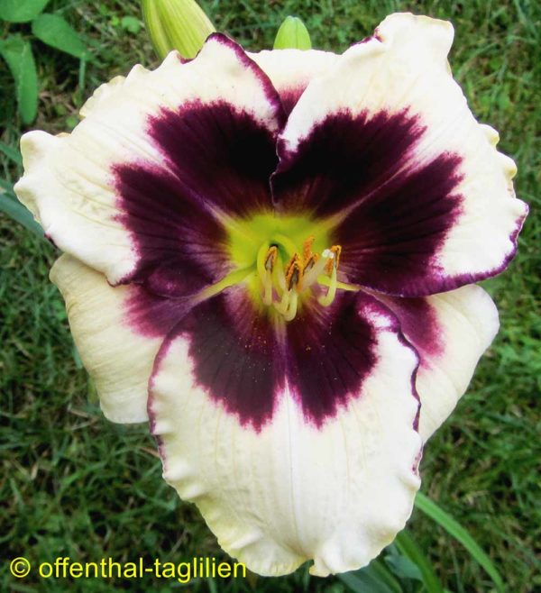 Hemerocallis / Taglilie 'Celebration Of Angels'