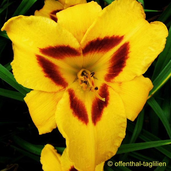 Hemerocallis 'Centerpiece'