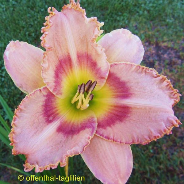 Hemerocallis 'Cheers For Now'