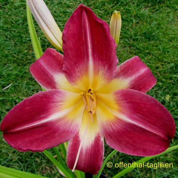 Hemerocallis 'Cherry Cheeks'