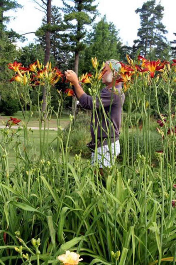 Hemerocallis / Taglilie 'Chew Mail Pouch Tobacco'