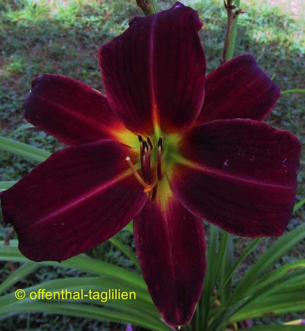 Hemerocallis / Taglilie 'Chicago Knockout'