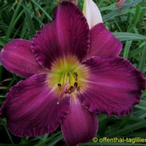‚Chicago Pansy‘