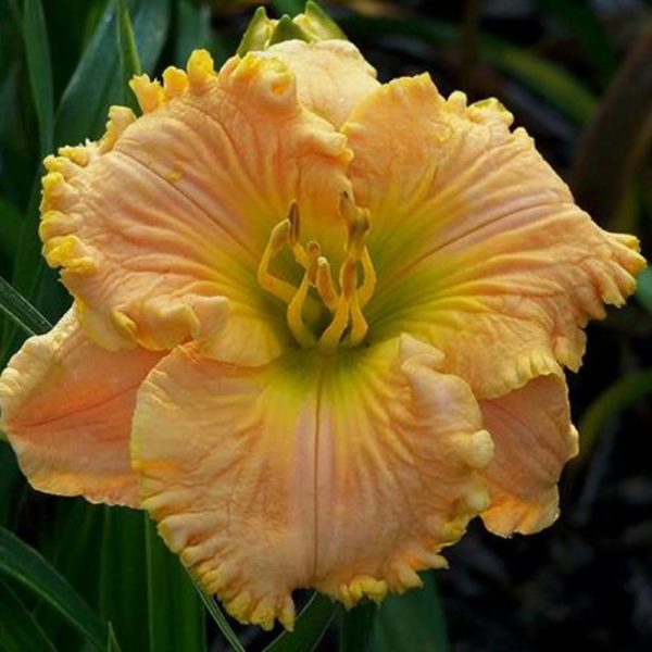 Hemerocallis 'Chilled Orange Sorbet'