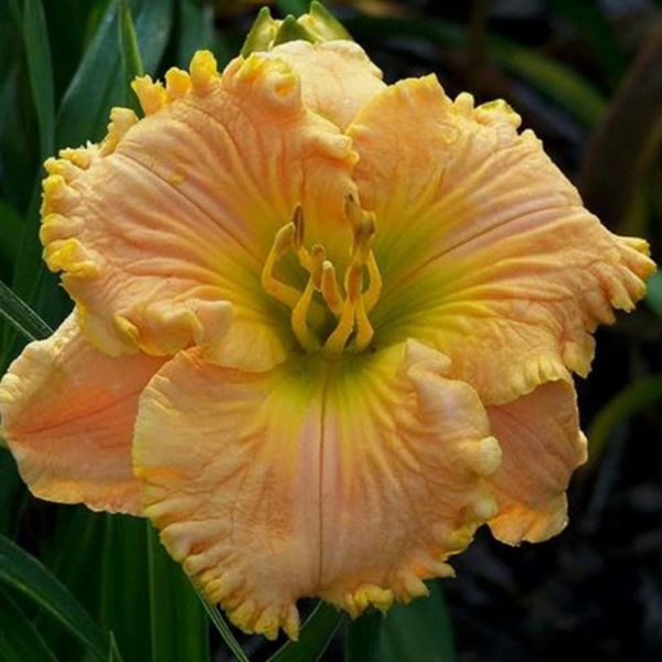 Hemerocallis 'Chilled Orange Sorbet'