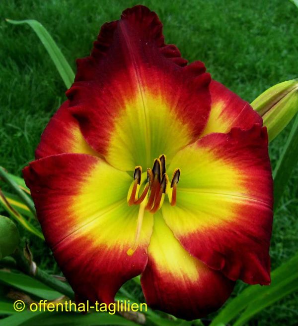 Hemerocallis / Taglilie 'Chinese Chariot'
