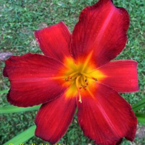 ‚Chipper Cherry‘